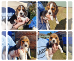 Small Photo #1 Beagle Puppy For Sale in Glen Innes, New South Wales, Australia