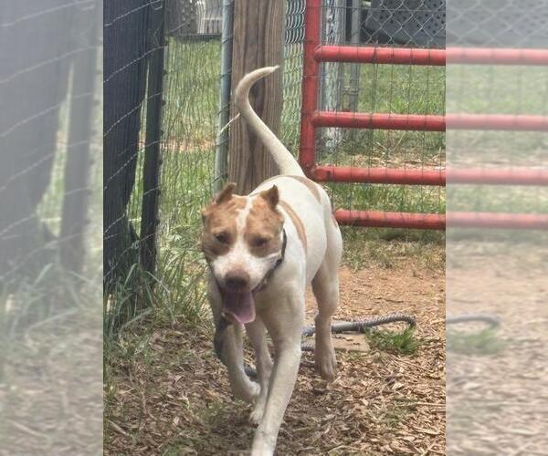 Medium Photo #2 Mutt Puppy For Sale in Rustburg, VA, USA