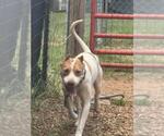 Small Photo #2 Mutt Puppy For Sale in Rustburg, VA, USA