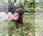 Small #3 Labrador Retriever