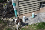 Small Photo #1 German Shorthaired Pointer Puppy For Sale in NORTH OLMSTED, OH, USA