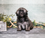 Small Havanese