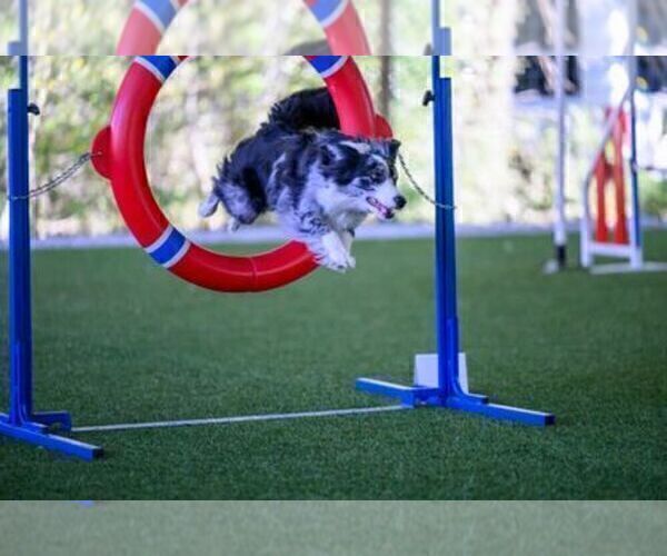 Medium Photo #11 Border Collie Puppy For Sale in MOSIER, OR, USA