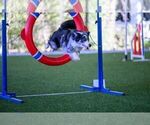 Small Photo #23 Border Collie Puppy For Sale in MOSIER, OR, USA
