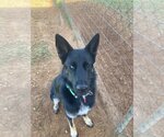 Small Huskies  Mix