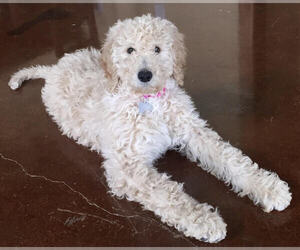 Goldendoodle Puppy for sale in NEW BLOOMFIELD, MO, USA