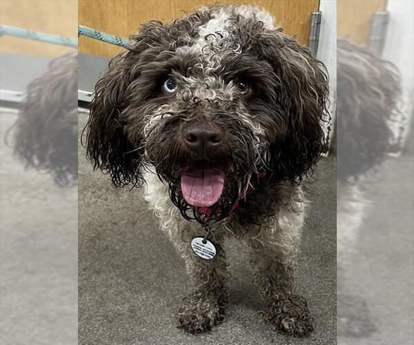 Medium Photo #1 Poodle (Miniature) Puppy For Sale in Forestville, MD, USA