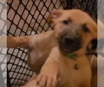 Puppy 4 German Shepherd Dog-Malinois Mix