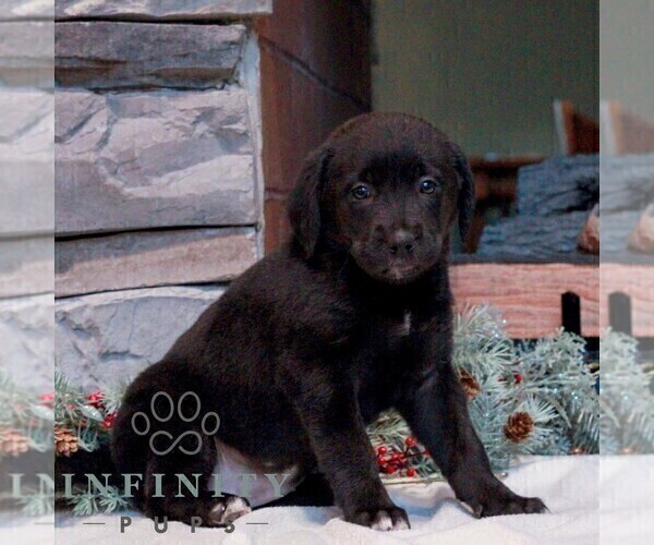 Medium Photo #4 Bernedoodle (Miniature)-Labrador Retriever Mix Puppy For Sale in LEBANON, PA, USA