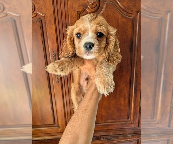 Medium Photo #1 Cavalier King Charles Spaniel Puppy For Sale in CENTURIA, WI, USA