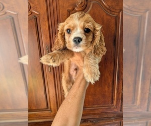 Cavalier King Charles Spaniel Puppy for sale in CENTURIA, WI, USA