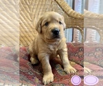 Small #5 Golden Labrador