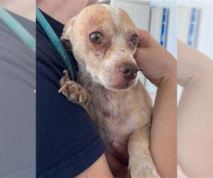 Chihuahua Dogs for adoption in Bakersfield, CA, USA