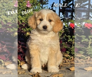Miniature Bernedoodle-Poodle (Standard) Mix Puppy for sale in MILLVILLE, MN, USA