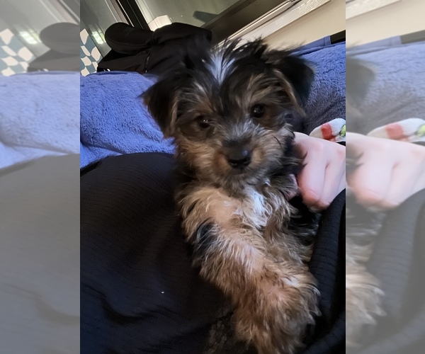 Medium Photo #4 Morkie Puppy For Sale in NEW YORK, NY, USA