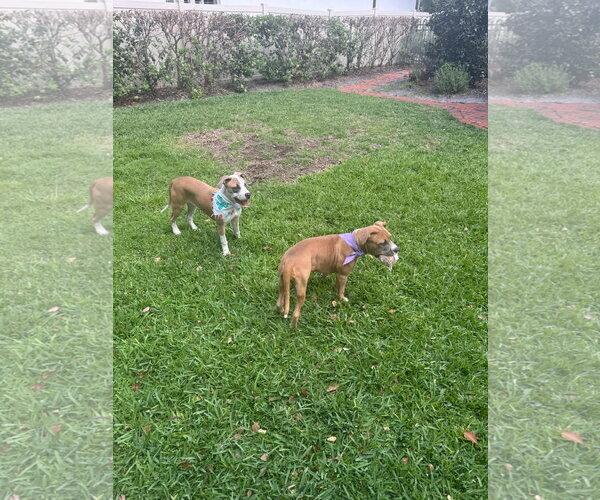 Medium Photo #9 Mutt Puppy For Sale in Orlando, FL, USA