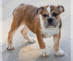 Small Photo #28 Olde English Bulldogge Puppy For Sale in OVERLAND, KS, USA