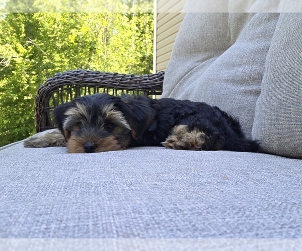 Medium Photo #48 Yorkshire Terrier Puppy For Sale in RHOADESVILLE, VA, USA