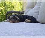 Small #5 Yorkshire Terrier