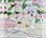 Small Photo #34 Maltese Puppy For Sale in HAYWARD, CA, USA