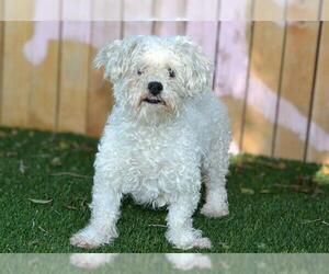 Lhasa Apso-Unknown Mix Dogs for adoption in West Valley, UT, USA