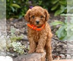 Small Cavapoo (Miniature)