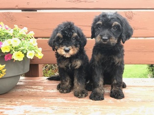 Bernedoodle Puppy for sale in ALEXANDRIA, IN, USA
