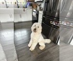 Small Goldendoodle
