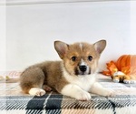 Small #3 Pembroke Welsh Corgi