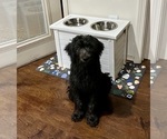 Small #1 Aussiedoodle-Labradoodle Mix