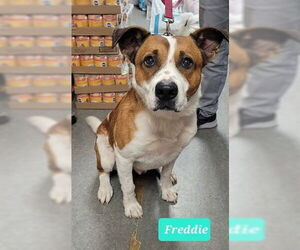 American Pit Bull Terrier-Collie Mix Dogs for adoption in Richmond, IN, USA