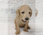 Small Photo #4 Labradoodle Puppy For Sale in MOMEYER, NC, USA