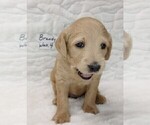 Small #3 Labradoodle