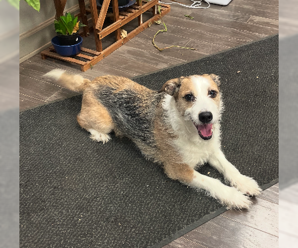 Medium Photo #1 Mutt Puppy For Sale in Plainfield, IL, USA