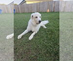 Small #9 Great Pyrenees Mix