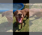 Small #11 Labrador Retriever Mix