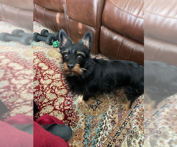 Medium Photo #5 Chihuahua-Unknown Mix Puppy For Sale in Gulfport, MI, USA