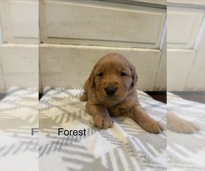 Golden Retriever Puppy for Sale in MARSHFIELD, Missouri USA