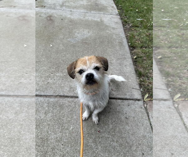 Medium Photo #4 Border Terrier-Unknown Mix Puppy For Sale in Newport Beach, CA, USA