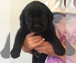 Small Photo #3 Labrador Retriever Puppy For Sale in SAN DIEGO, CA, USA