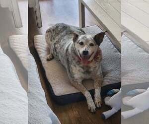 Mutt Dogs for adoption in phoenix, AZ, USA