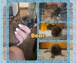 Small #9 Shih Tzu