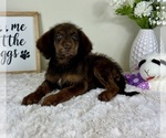 Small #2 Labradoodle