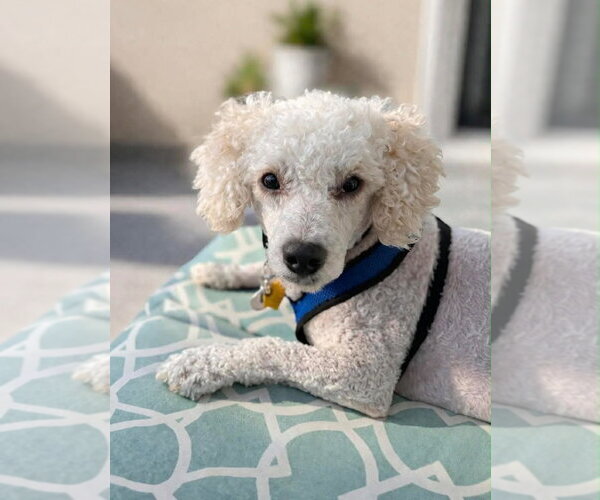 Medium Photo #6 Mutt Puppy For Sale in Salt Lake City, UT, USA