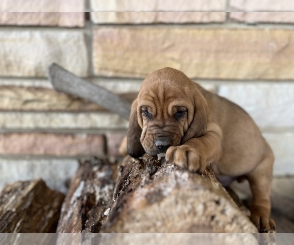 Medium Photo #6 Bloodhound Puppy For Sale in CROSSVILLE, AL, USA