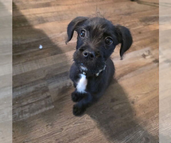 Medium Photo #3 Labrador Retriever-Pug Mix Puppy For Sale in Dana Point, CA, USA