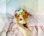 Small #26 Poodle (Toy)