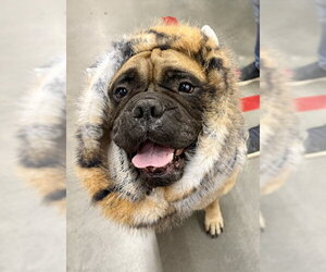 Hope - Female Bullmastiff Dog for Adoption - Photo #5
