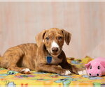 Small #1 Black Mouth Cur-Bulldog Mix