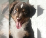 Puppy Buster Brown Miniature Australian Shepherd